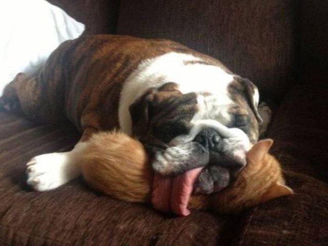 Funny Animals (53 pics)