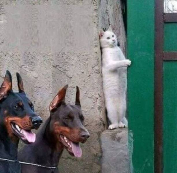 Funny Animals (53 pics)