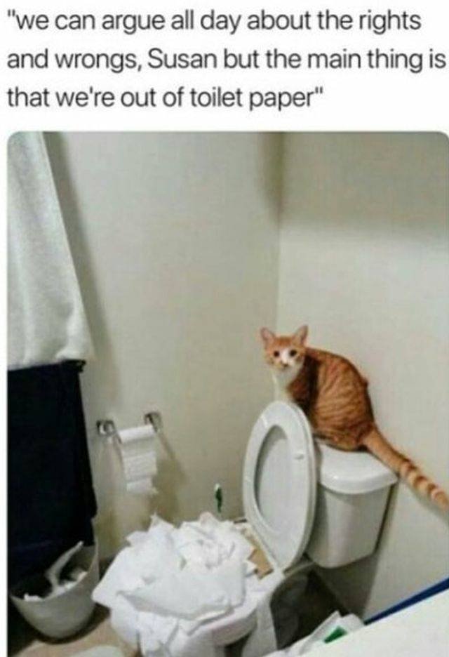 Funny Animals (53 pics)