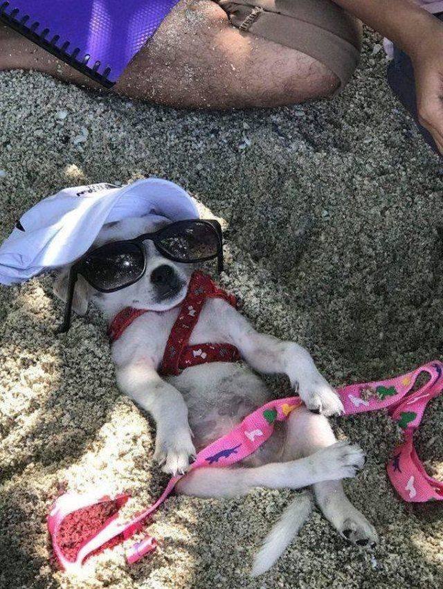 Funny Animals (53 pics)