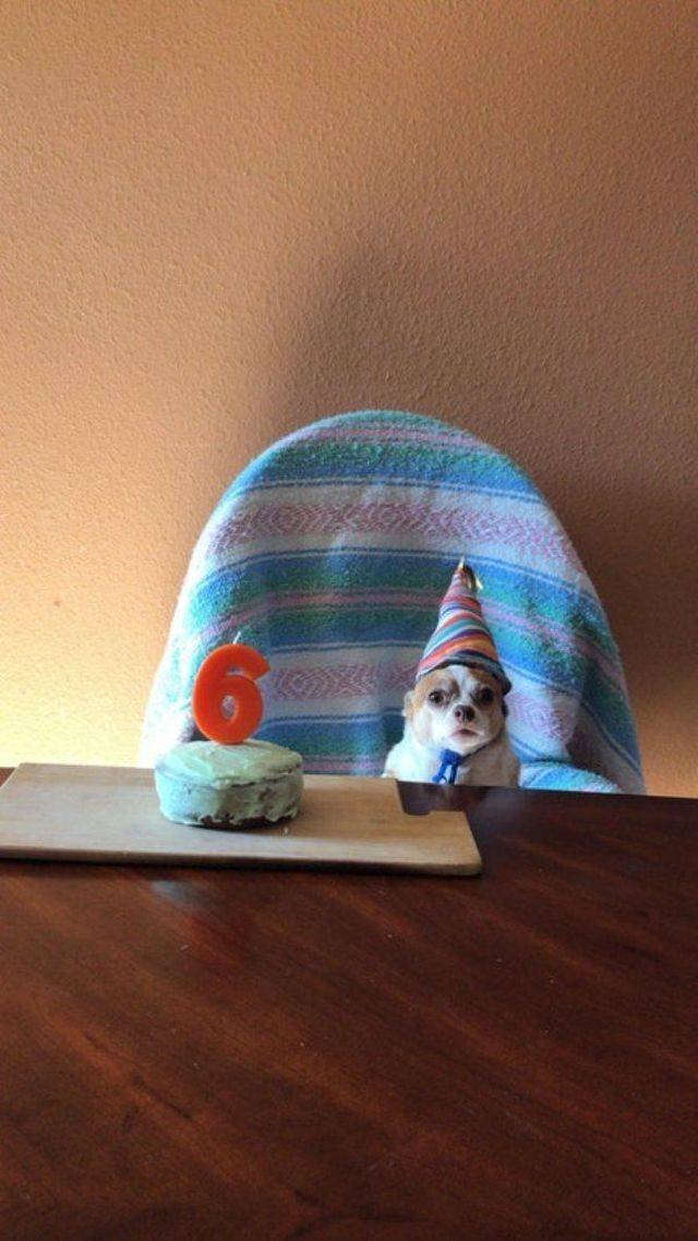 Funny Animals (53 pics)