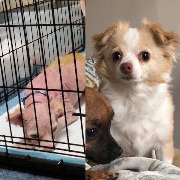 Dogs Before And After Adoption (25 pics)