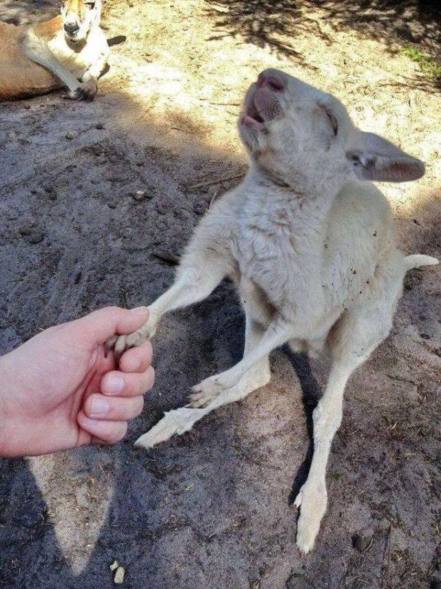 Funny Animals (53 pics)