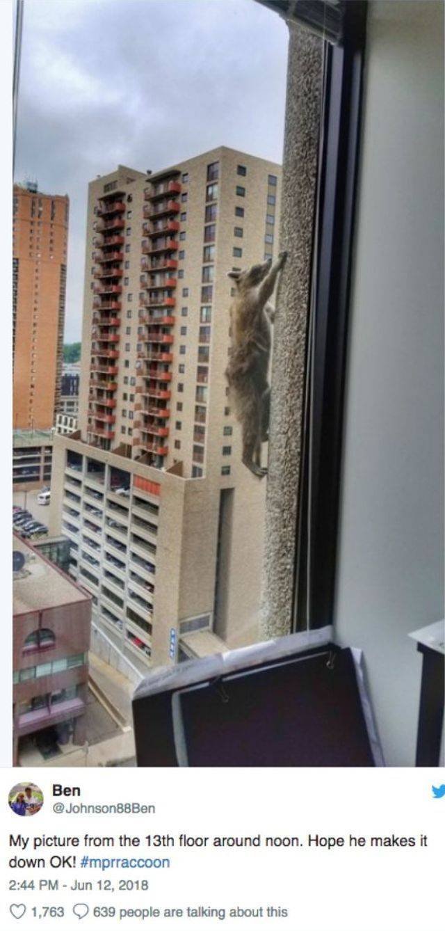 Funny Animals (53 pics)