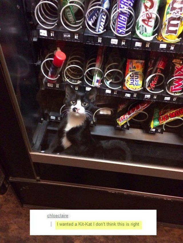Funny Animals (53 pics)