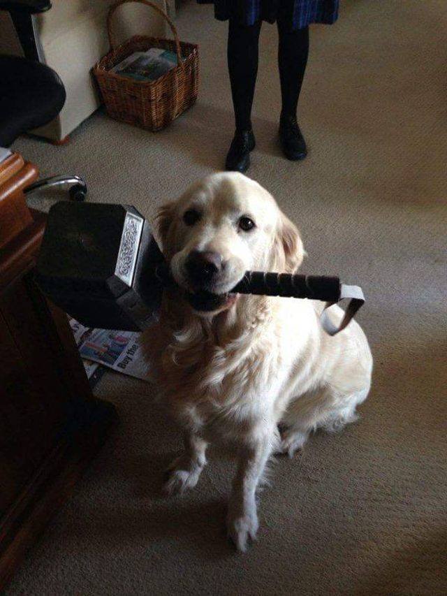 Funny Animals (53 pics)