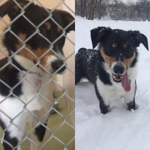 Dogs Before And After Adoption (25 pics)