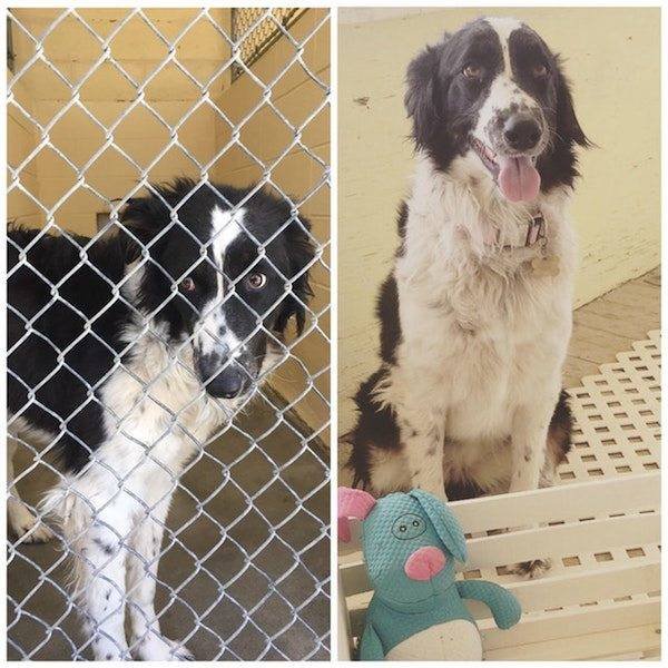 Dogs Before And After Adoption (25 pics)