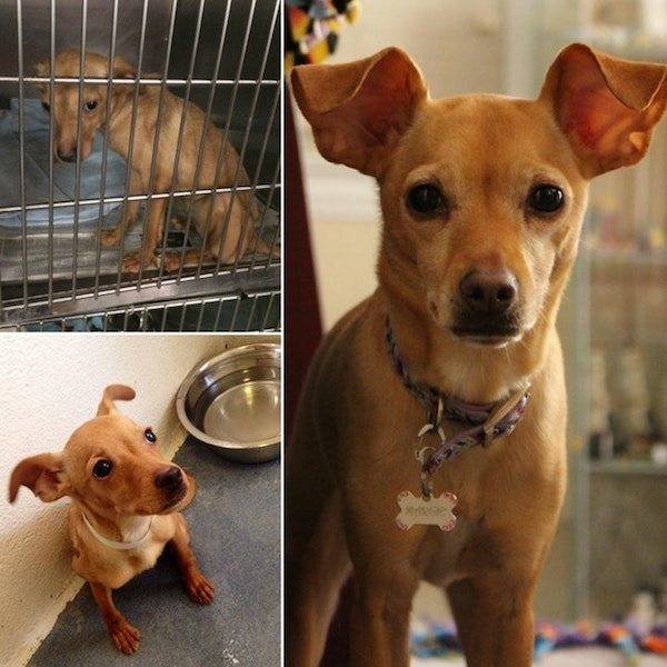 Dogs Before And After Adoption (25 pics)