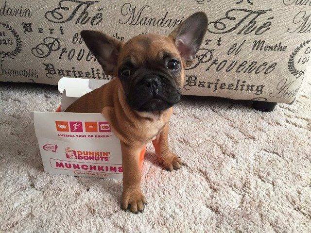 Funny Animals (53 pics)
