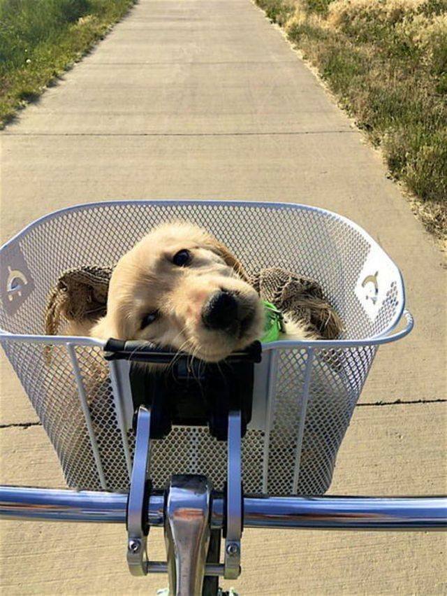Funny Animals (53 pics)