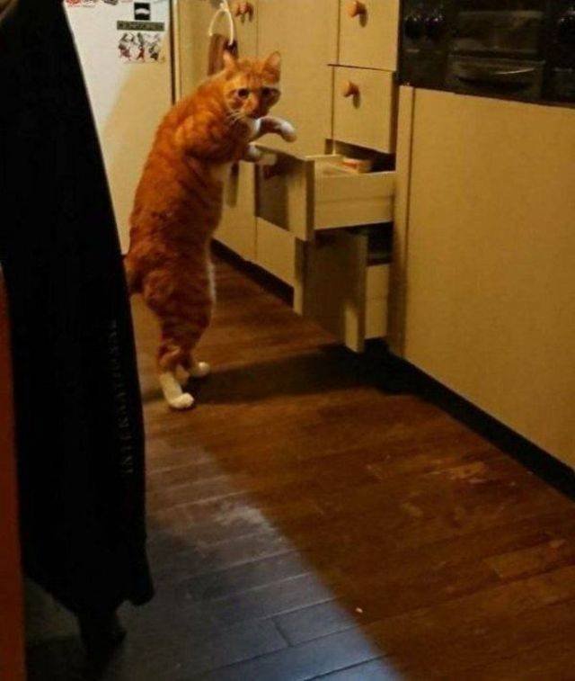 Funny Animals (53 pics)
