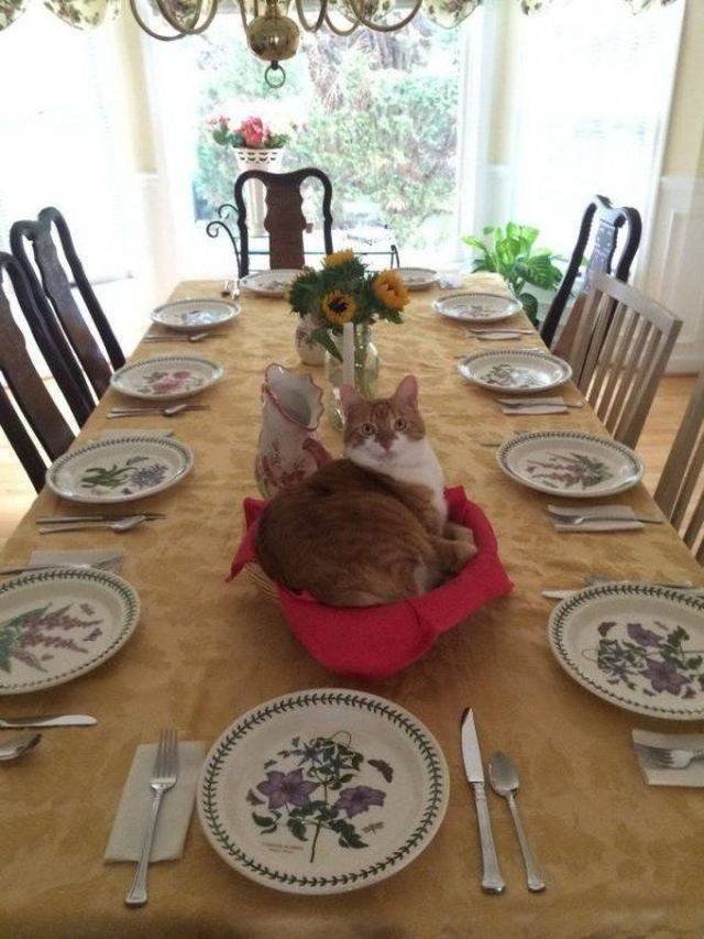 Funny Animals (53 pics)