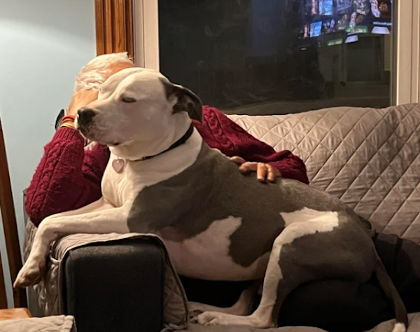 They Didn't Want Pets (29 pics) They Didn't Want Pets (29 pics)