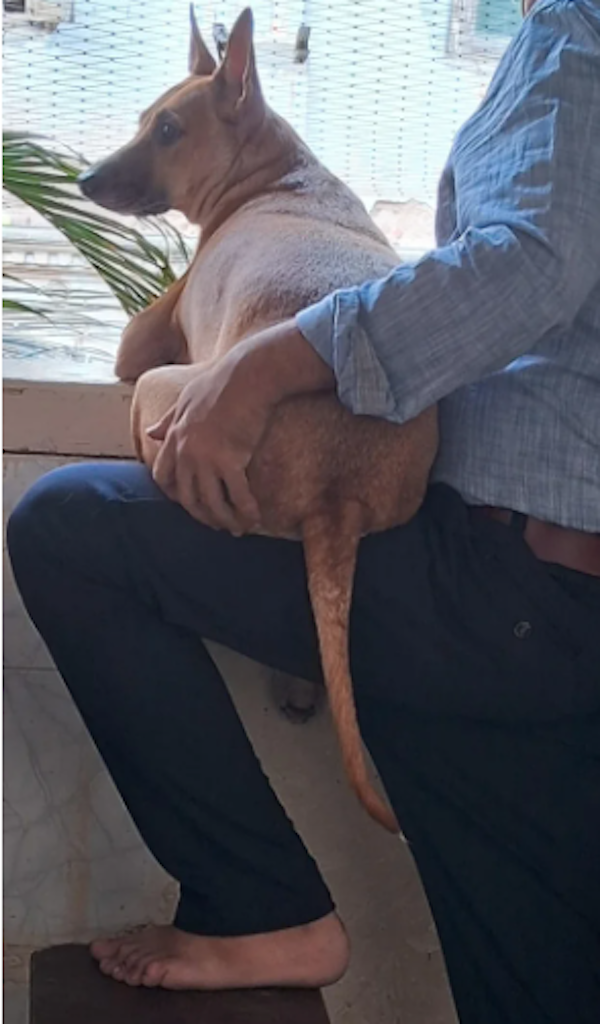 They Didn't Want Pets (29 pics) They Didn't Want Pets (29 pics)