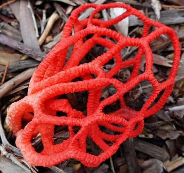 Nature Is Very Creative (19 pics) Nature Is Very Creative (19 pics)