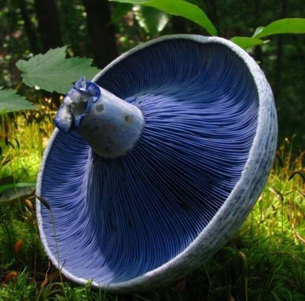 Nature Is Very Creative (19 pics) Nature Is Very Creative (19 pics)