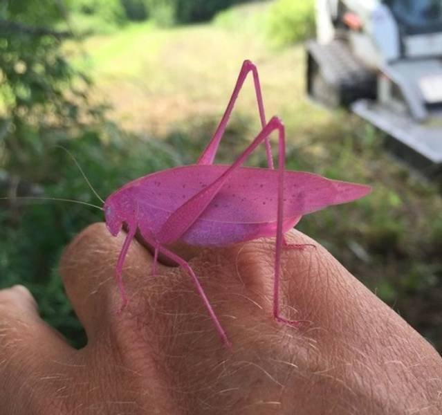 Nature Is Very Creative (19 pics) Nature Is Very Creative (19 pics)