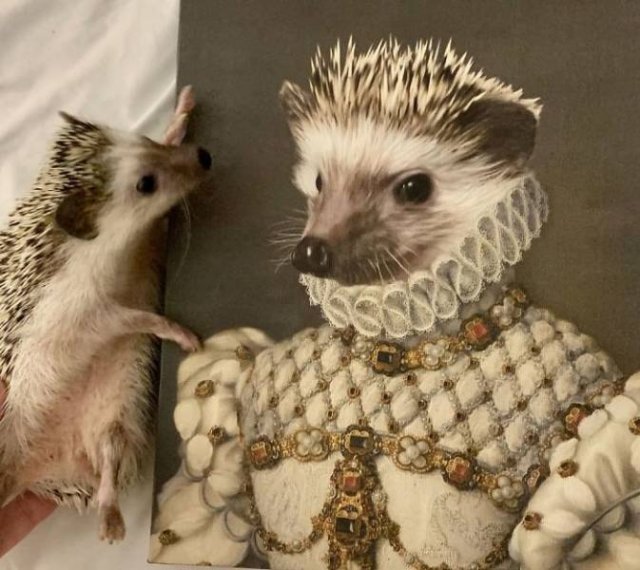 ''Royal'' Pets (30 pics)