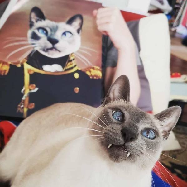 ''Royal'' Pets (30 pics)