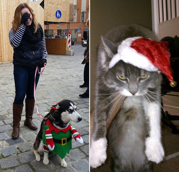 Animals In Christmas Costumes (21 pics)