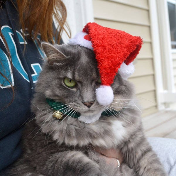 Animals In Christmas Costumes (21 pics)