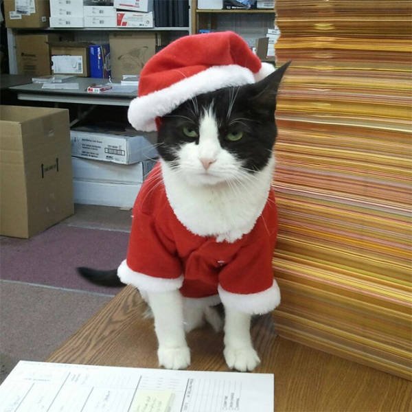 Animals In Christmas Costumes (21 pics)