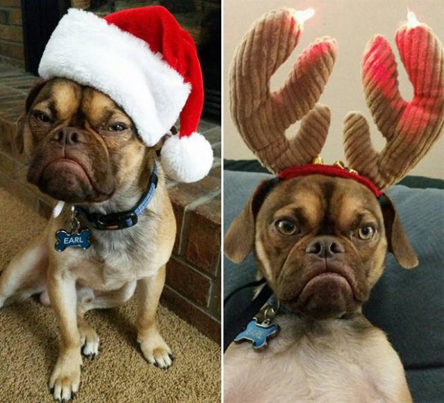 Animals In Christmas Costumes (21 pics)