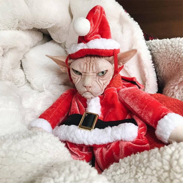 Animals In Christmas Costumes (21 pics)