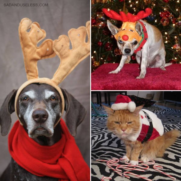 Animals In Christmas Costumes (21 pics)