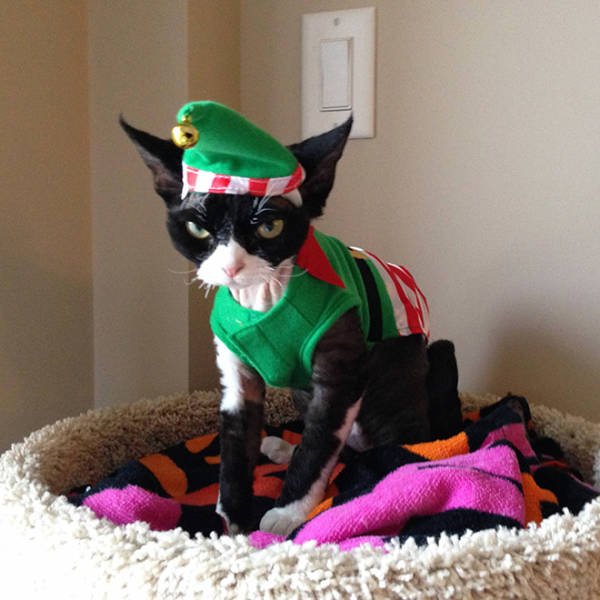 Animals In Christmas Costumes (21 pics)