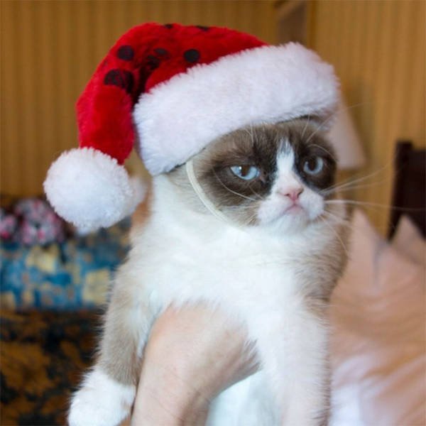 Animals In Christmas Costumes (21 pics)