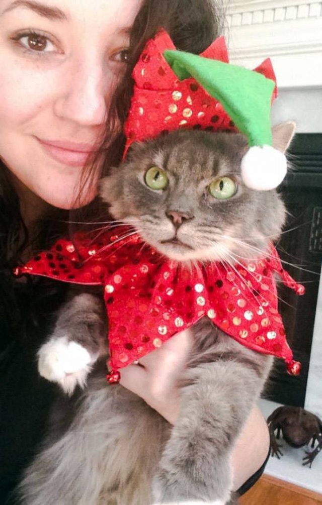 Animals In Christmas Costumes (21 pics)