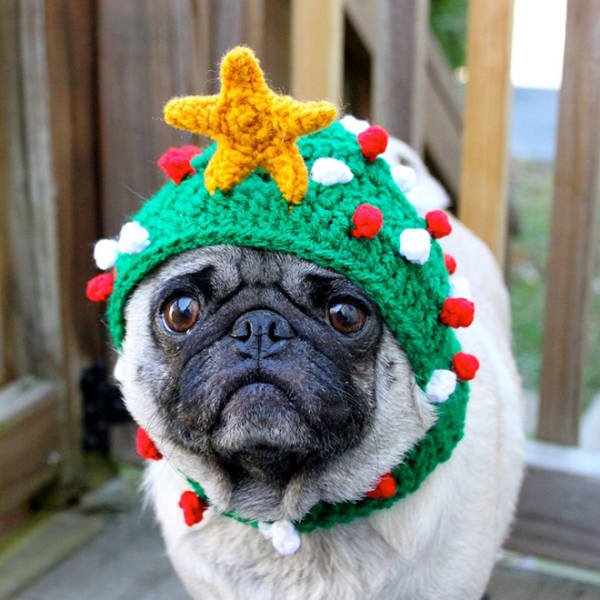 Animals In Christmas Costumes (21 pics)