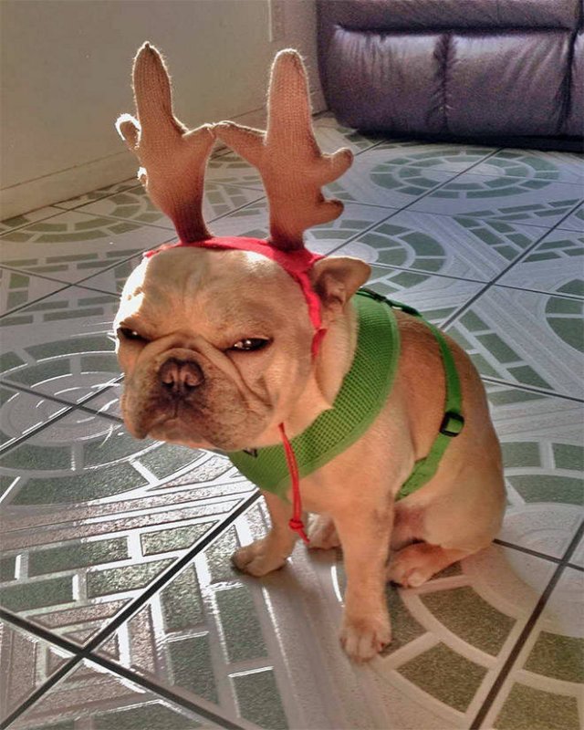 Animals In Christmas Costumes (21 pics)