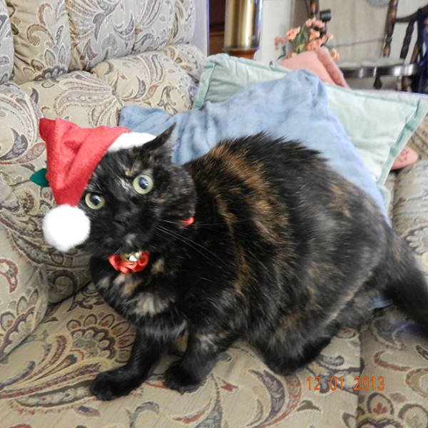 Animals In Christmas Costumes (21 pics)