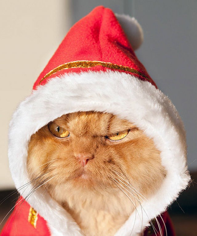 Animals In Christmas Costumes (21 pics)