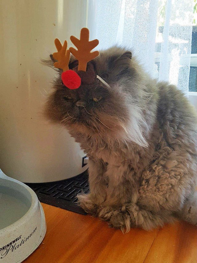 Animals In Christmas Costumes (21 pics)