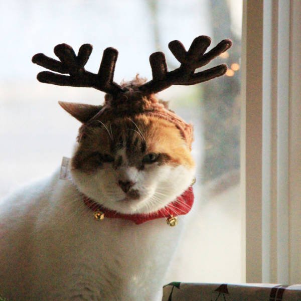 Animals In Christmas Costumes (21 pics)