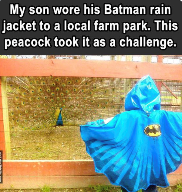 Funny Memes (26 pics)