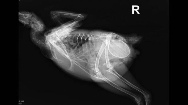 Unusual And Funny X-Rays (15 pics)