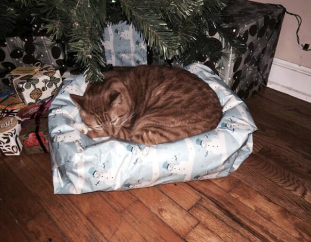 They Love Christmas (25 pics) They Love Christmas (25 pics)