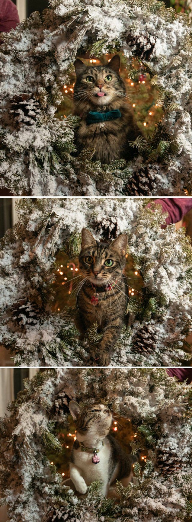 They Love Christmas (25 pics)
