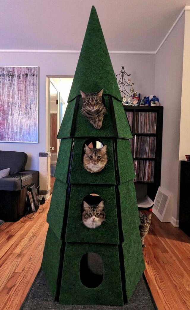 They Love Christmas (25 pics) They Love Christmas (25 pics)