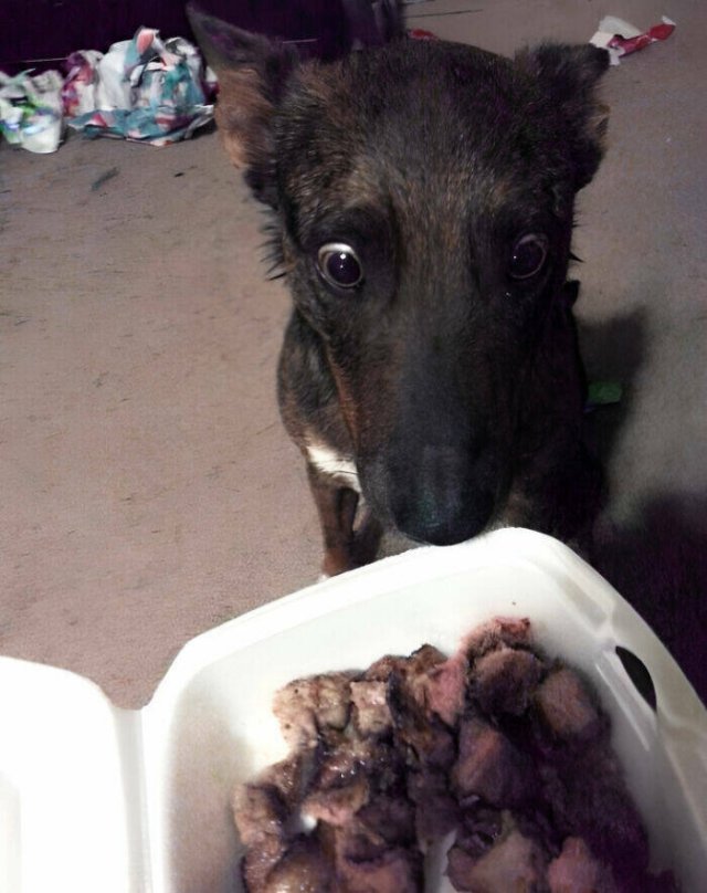 They Love Christmas (25 pics)