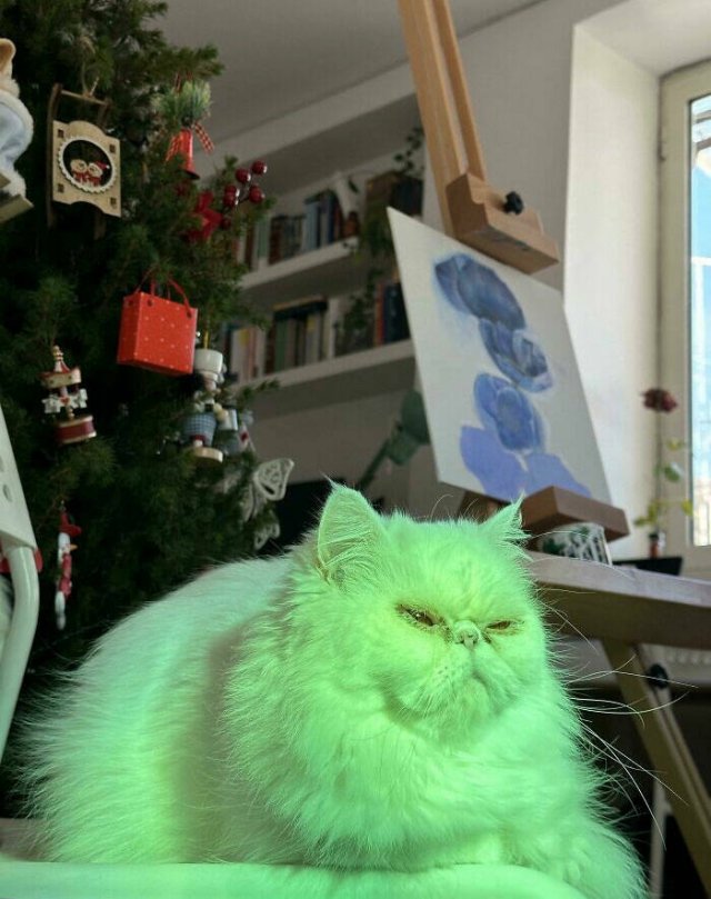 They Love Christmas (25 pics) They Love Christmas (25 pics)