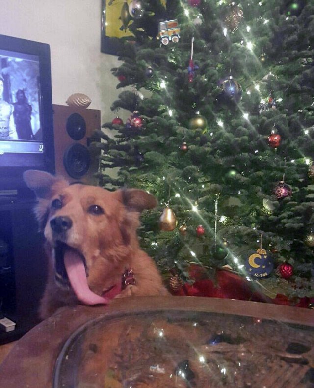 They Love Christmas (25 pics) They Love Christmas (25 pics)