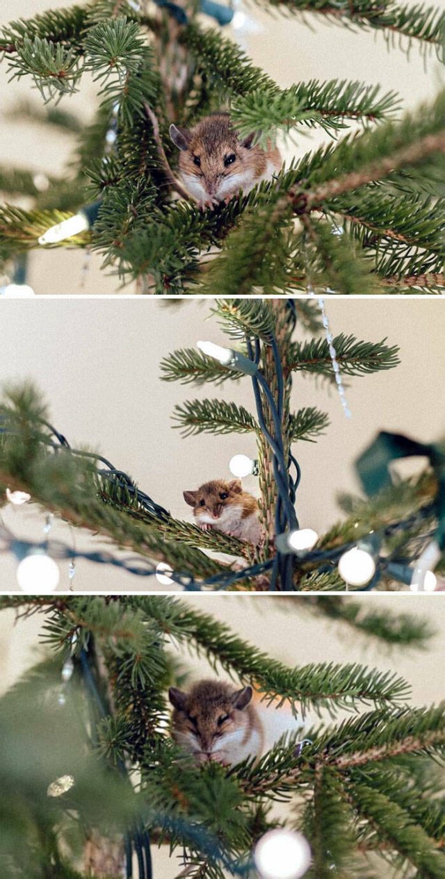 They Love Christmas (25 pics)