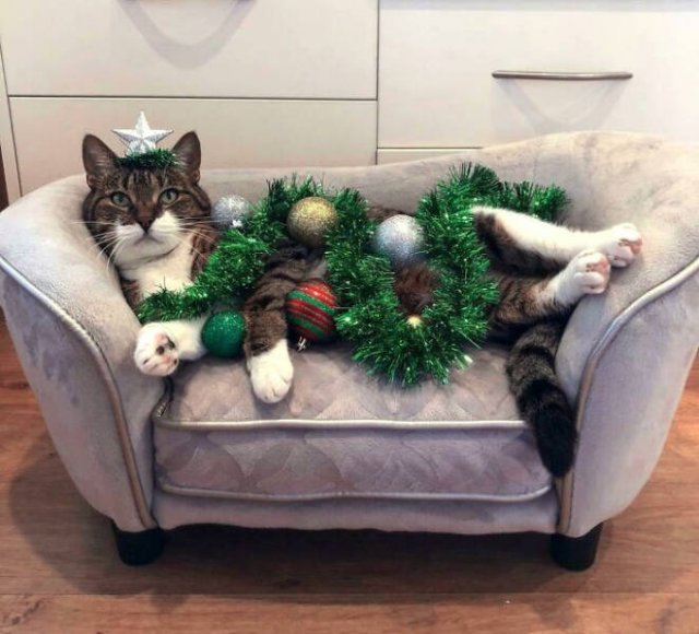 They Love Christmas (25 pics)