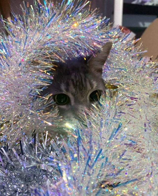 They Love Christmas (25 pics) They Love Christmas (25 pics)